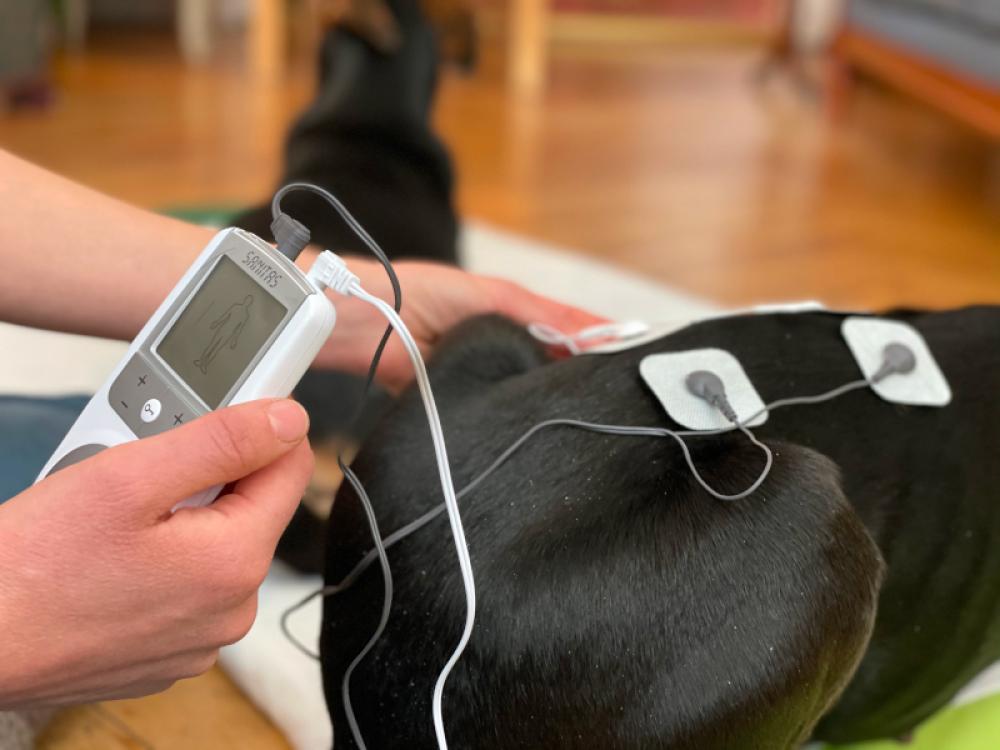 Elektrotherapie - BB-Tiertherapie Elektrotherapie - BB-Tiertherapie