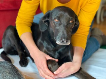 Manuelle Therapie 1 - BB-Tiertherapie