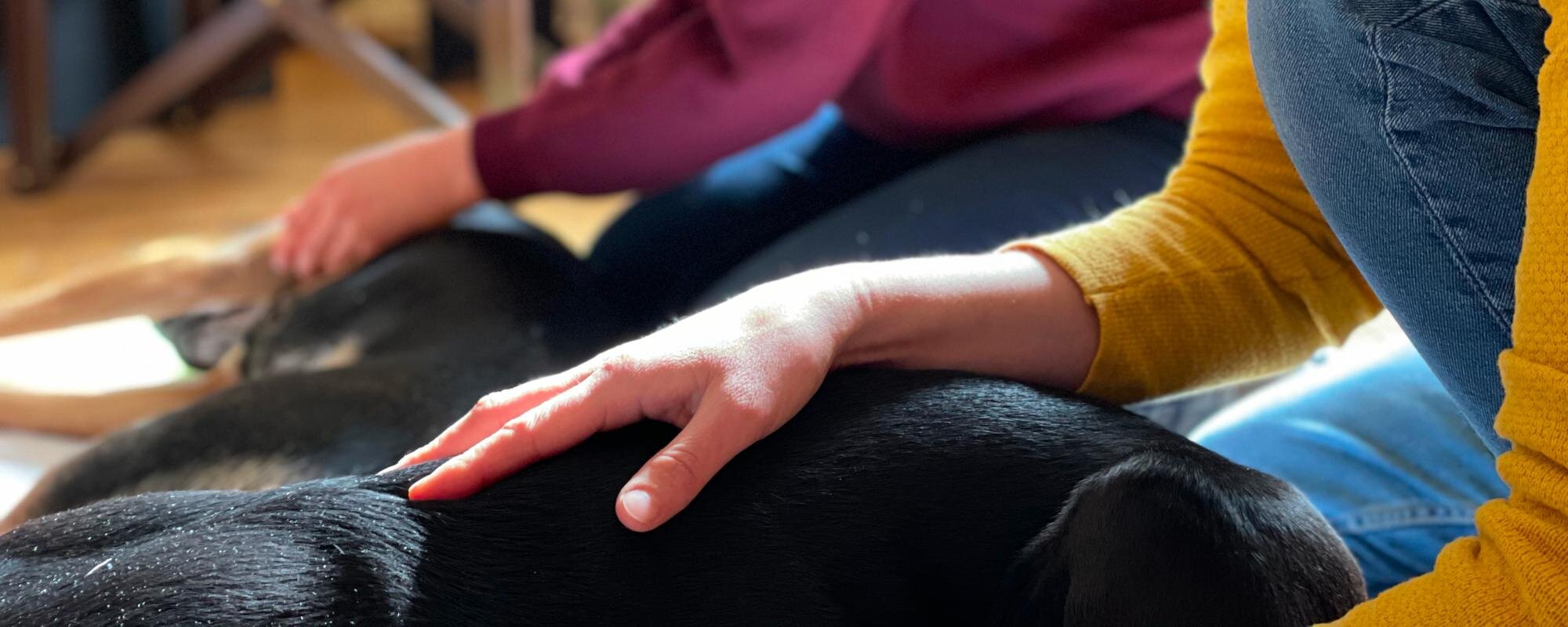 Manuelle Therapie - Header - BB-Tiertherapie Manuelle Therapie - Header - BB-Tiertherapie
