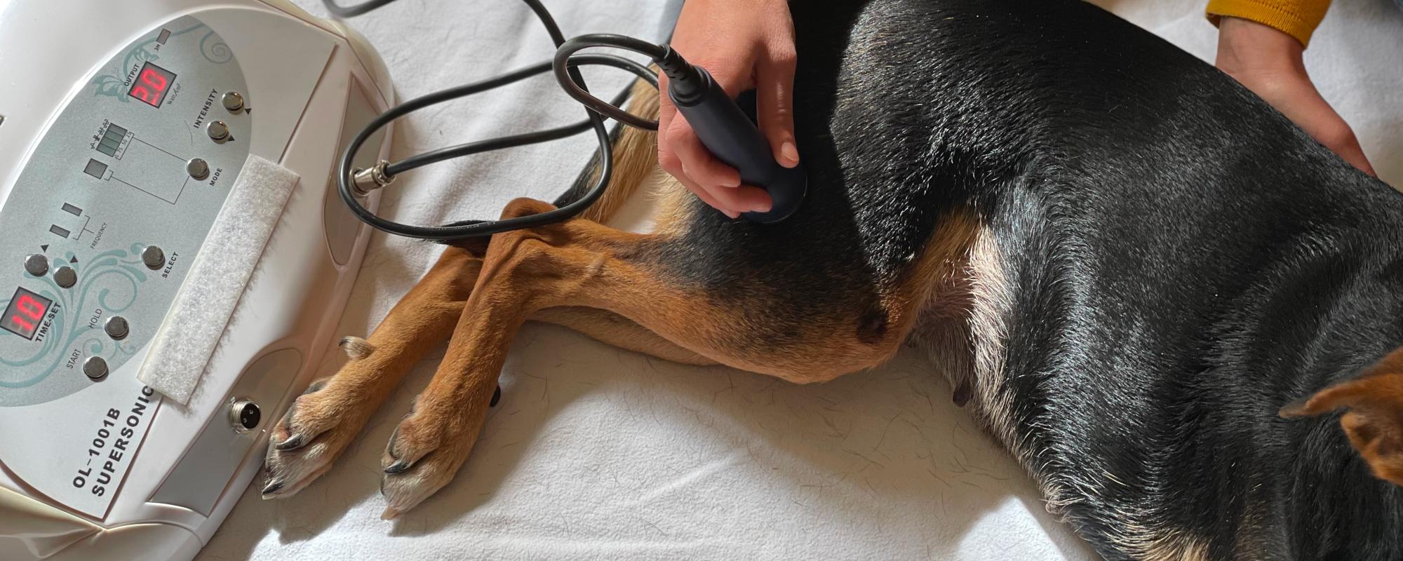 Physikalische Therapie - Header - BB-Tiertherapie