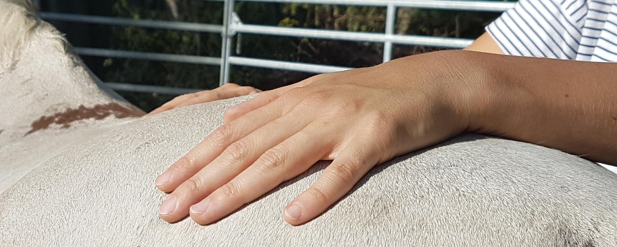 Startseite - BB-Tiertherapie