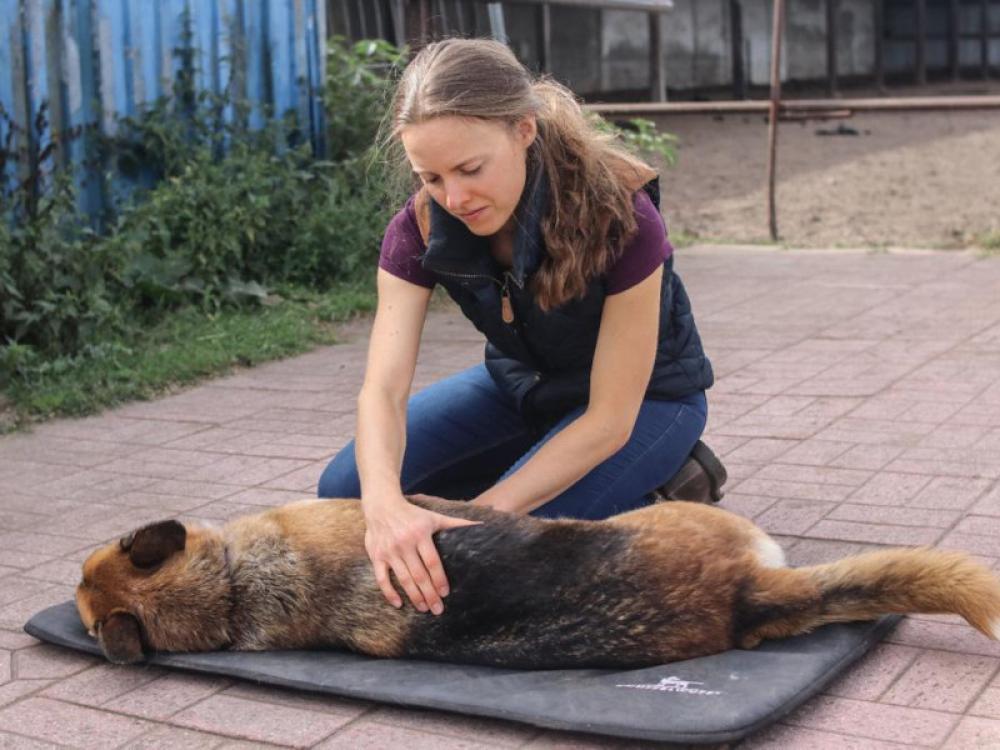 Mit unserer Händen wirken wir auf Gelenke, Muskulatur, Sehnen & Bänder ein und helfen dem tierischen Körper wieder einen gesunden Zustand zu erlangen oder diesen zu erhalten.