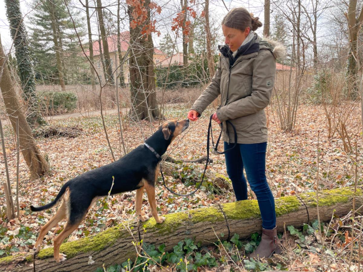 Trainingstherapie - BB-Tiertherapie Trainingstherapie - BB-Tiertherapie