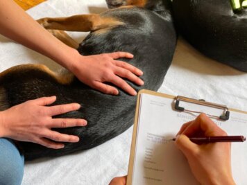 Untersuchung - BB-Tiertherapie