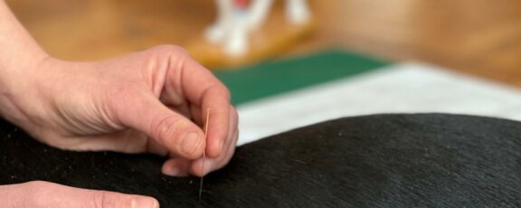 Akupunktur 3 - BB-Tiertherapie