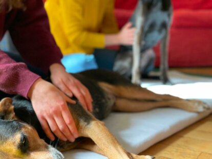 Manuelle Therapie 2 - BB-Tiertherapie