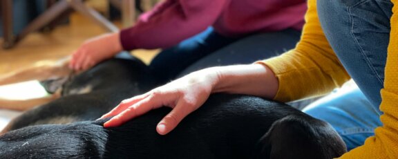 Manuelle Therapie - Header - BB-Tiertherapie