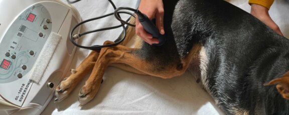 Physikalische Therapie - Header - BB-Tiertherapie