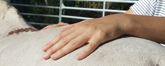 Startseite - BB-Tiertherapie